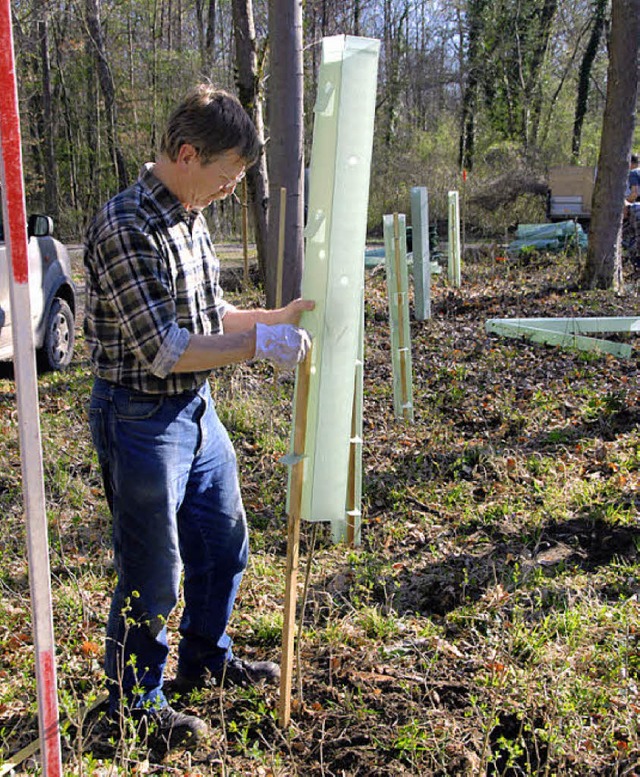 Pflanzaktion im Rheinwald  | Foto: Vitt