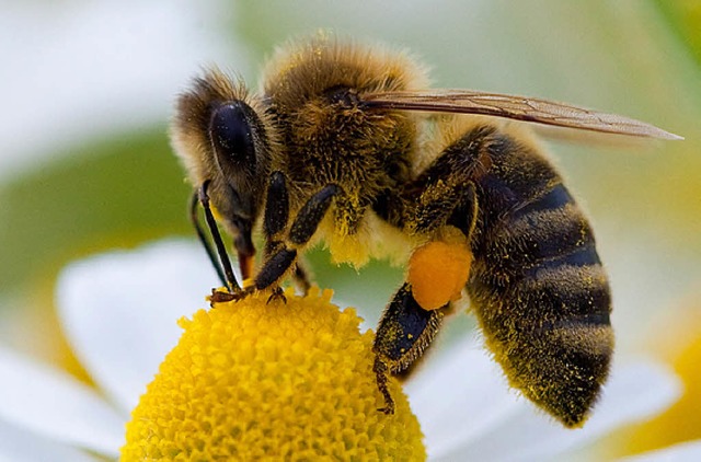 Stammt sie aus Altenheim?   | Foto: dpa