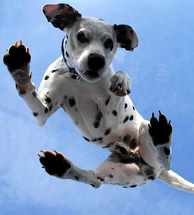 So froh wie dieser Dalmatiner sollten alle Hunde sein.   | Foto: photocase