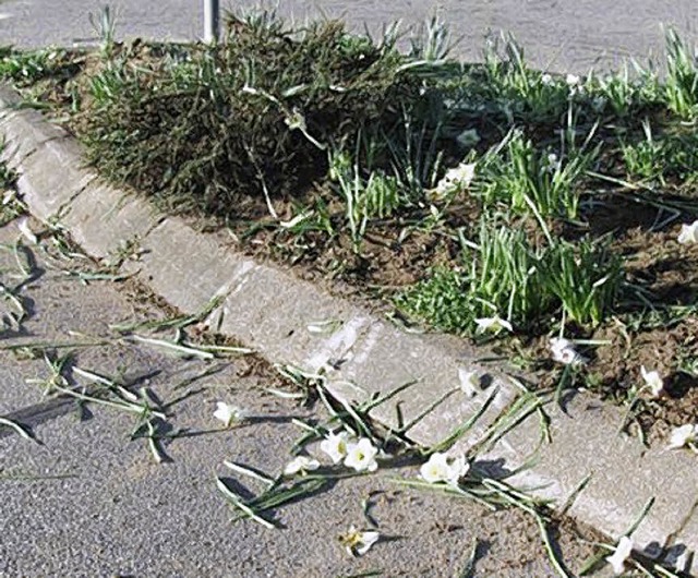 Dummheit wchst nach, diese Blumen nicht.   | Foto: Polizei