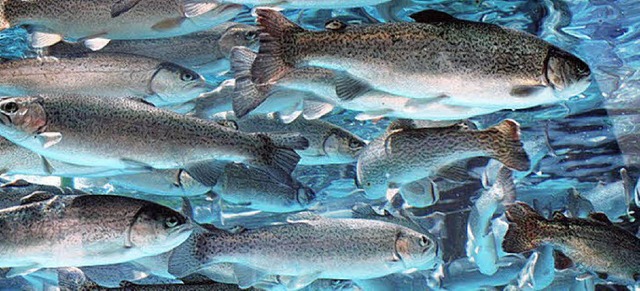 So dicht schwimmen die Forellen im Rhe...d Bellingen der meistgeangelte Fisch.   | Foto: Fotolia