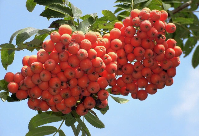 Vogelbeeren   | Foto: Archivfoto: A. Braun