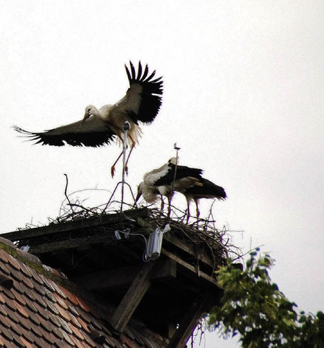 Das Mrkter Storchenpaar wurde auseinandergerissen.   | Foto: Frey