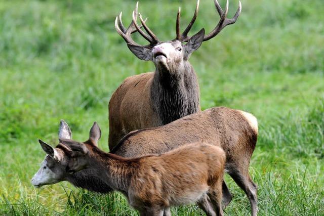 Trophenjger stehen wegen Wilderei im Schwarzwald vor Gericht