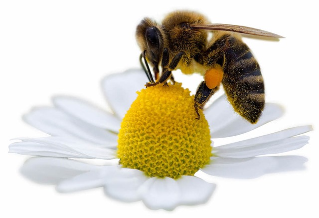 Biene beim Pollensammeln. Genascht wird dabei nicht.   | Foto: dpa