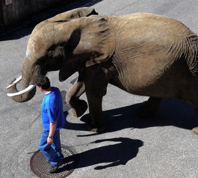 Bei beinahe afrikanischen Temperaturen...schierte dieser Elefant durch Elzach.   | Foto: Frank Kern