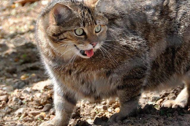 Fotos: Wildkatzen im Basler Tierpark Lange Erlen