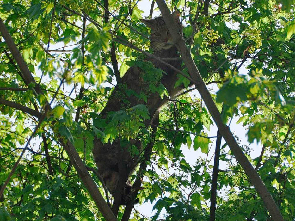 Das Wildkatzen-Mnnchen flchtete gleich auf einen Baum und blieb erst einmal dort