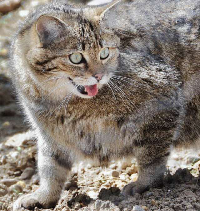 Whrend das Wildkatzen-Mnnchen gleich...s Weibchen neugierig das neue Gehege.   | Foto: Daniel Gramespacher