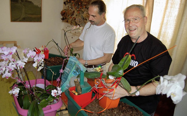 Eugen Meyer und Markus Lmmlin kmmert... der AWO in Minseln um die Orchideen.   | Foto: Petra Mller