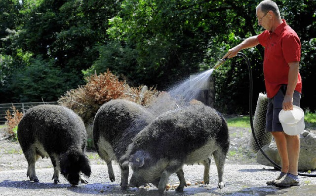 Auch sie haben Paten, die mit ihrem Ge...n: die Wollschweine auf dem Mundenhof.  | Foto: ingo schneider