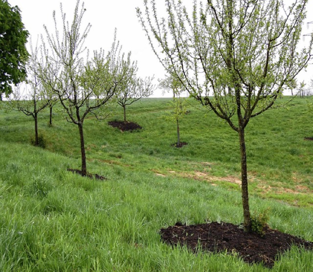 Wurden organisch gedngt: 170 Bume   | Foto: Manfred Risch