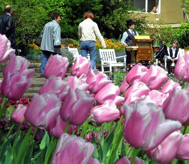 Tulpen sind die Lahrer Frhlingsboten  | Foto: ARCHIV: H. Fssel