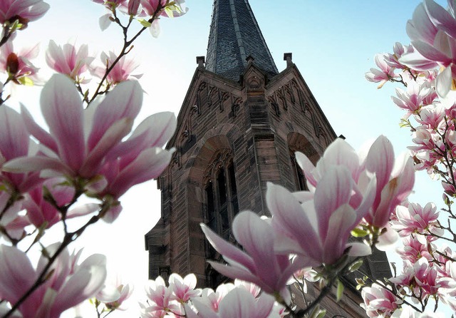 Mllheim war Tagungsort der  Frhjahrs...adtkirche hinter blhenden Magnolien.   | Foto: Markus Donner