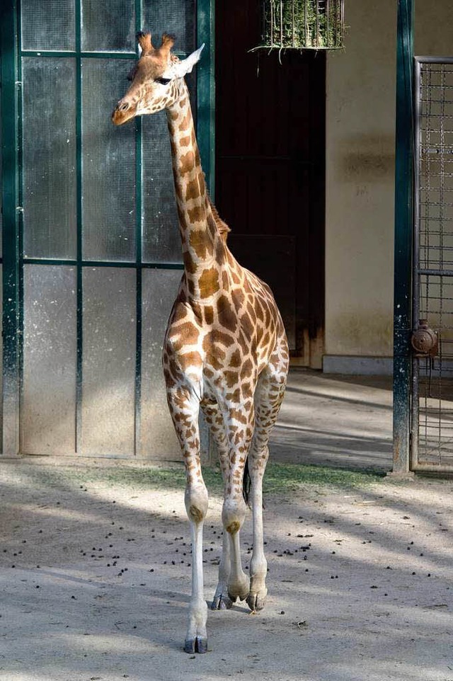 Kordofan statt Massai: Der Zolli wechselt die Giraffenart.  | Foto: zoo basel