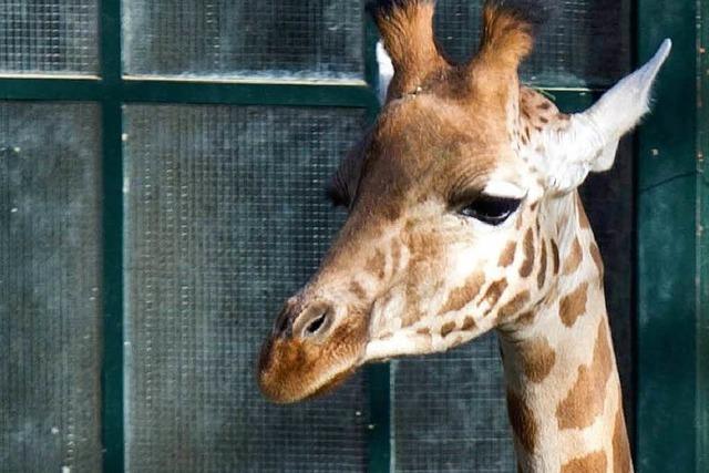 Heim fr bedrohte Art: Zolli wechselt die Giraffenart