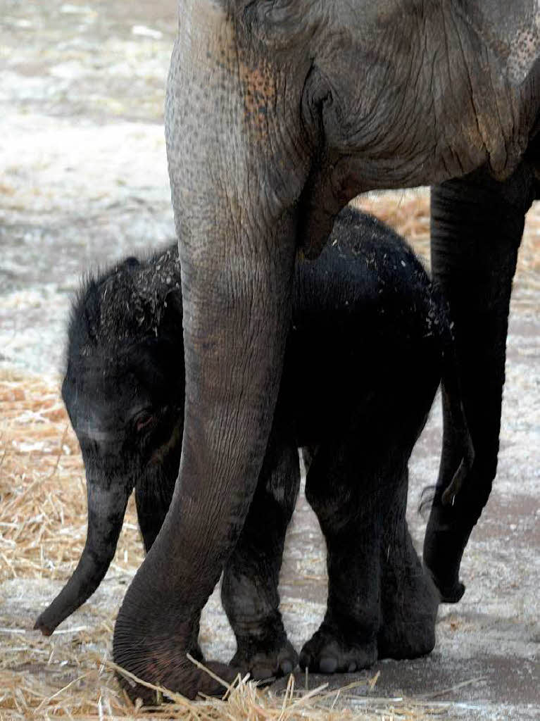 Beschtzt von seiner Mutter zeigt sich das Elefantenjunge Rajendra im Klner Zoo den Besuchern.