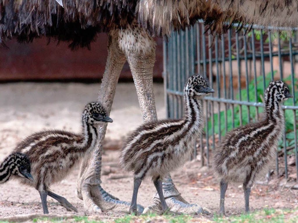 Ganz besondere Kken sind diese zwei Wochen alten Emus im Zoologischen Garten in Berlin.