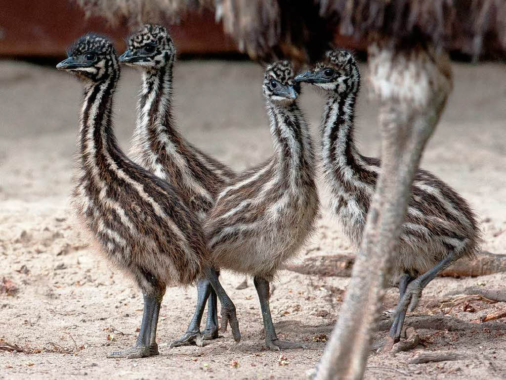 Die Emu-Kken werden vom Vater versorgt, und zwar 18 Monate lang. Die Mutter darf nach der Eiablage erst mal die Beine hochlegen.
