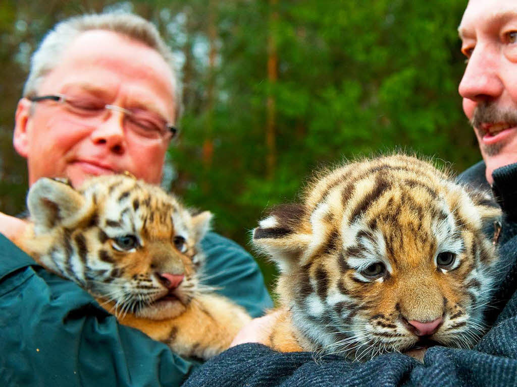 Im Doppelpack kamen diese sibirischen Tiger im Zoo Eberswalde in Brandenburg zur Welt.