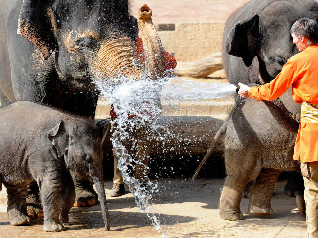 Weiter nrdlich, im Zoo Hannover, erlebte ein anderes Elefantenbaby eine nasse berraschung.