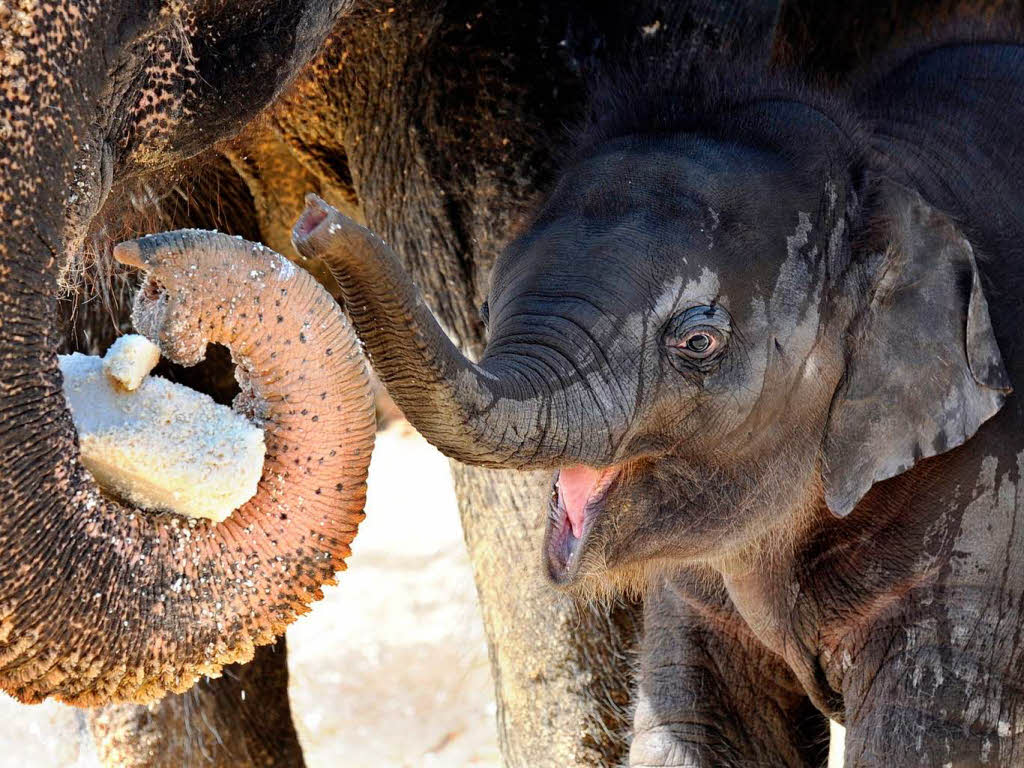 Nach der Taufe erholte sich das Elefantenmdchen erst mal an der Seite seiner Mutter.