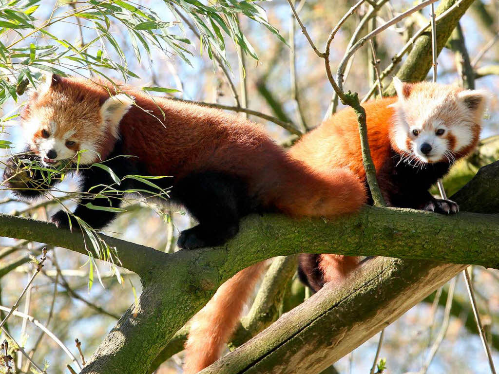 Schon auf eigenen Beinen steht der Panda-Nachwuchs im Dortmunder Zoo.