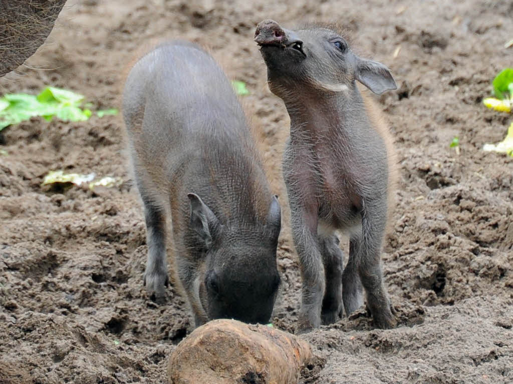 Voller Entdeckerfreude sind die jungen Warzenschweine im Berliner Zoo.