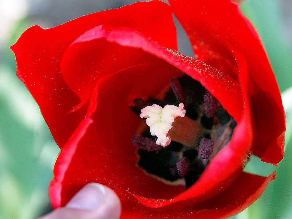 Das Tulpenfest im Stadtpark in Lahr.