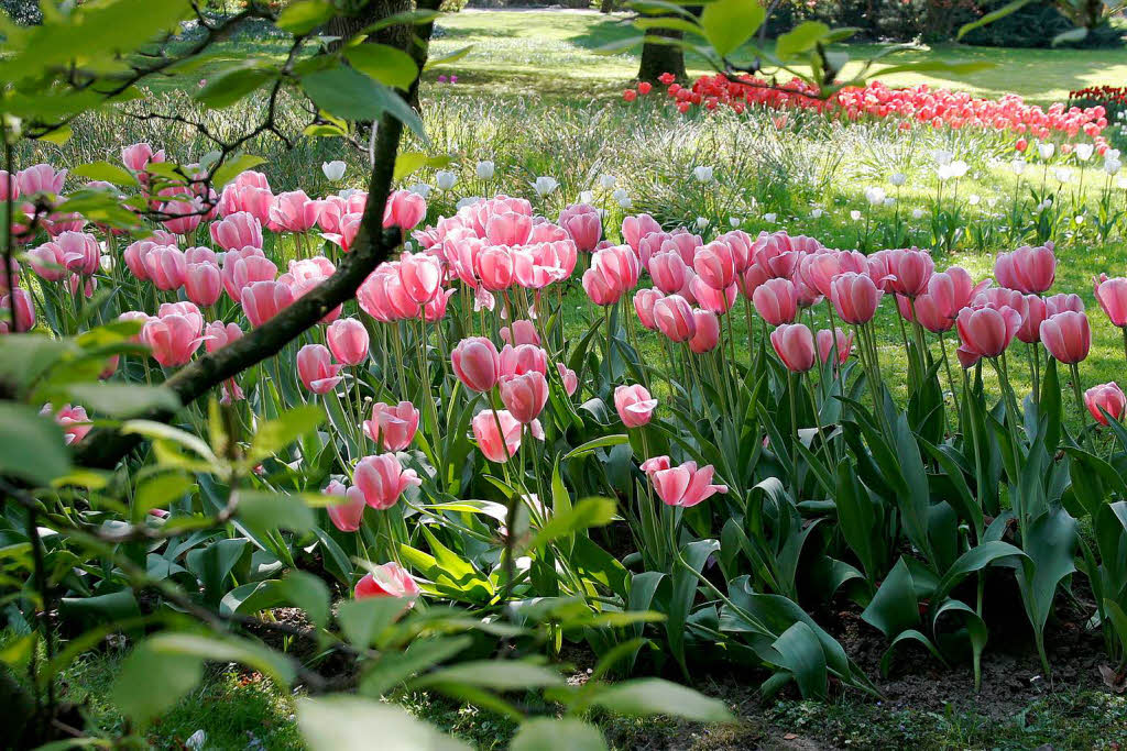 Das Tulpenfest im Stadtpark in Lahr.