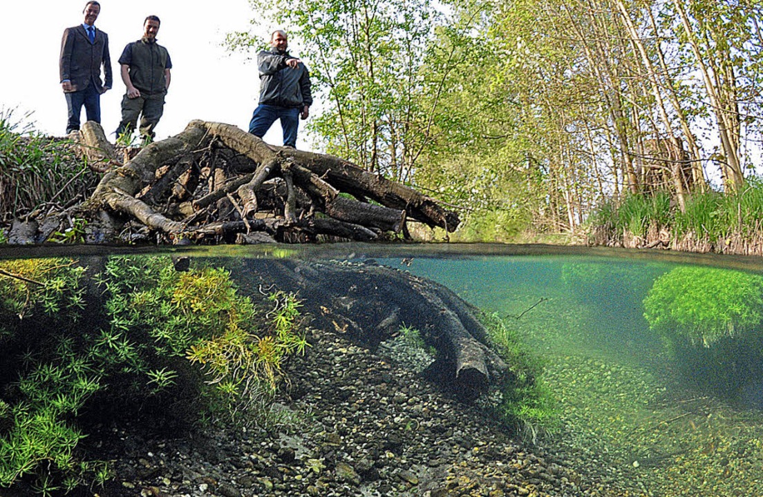 Unter und ber dem Wasserspiegel des R... kanalisierten Grundwasserbaches auf.   | Foto: Paul Munzinger, Manfred frietsch