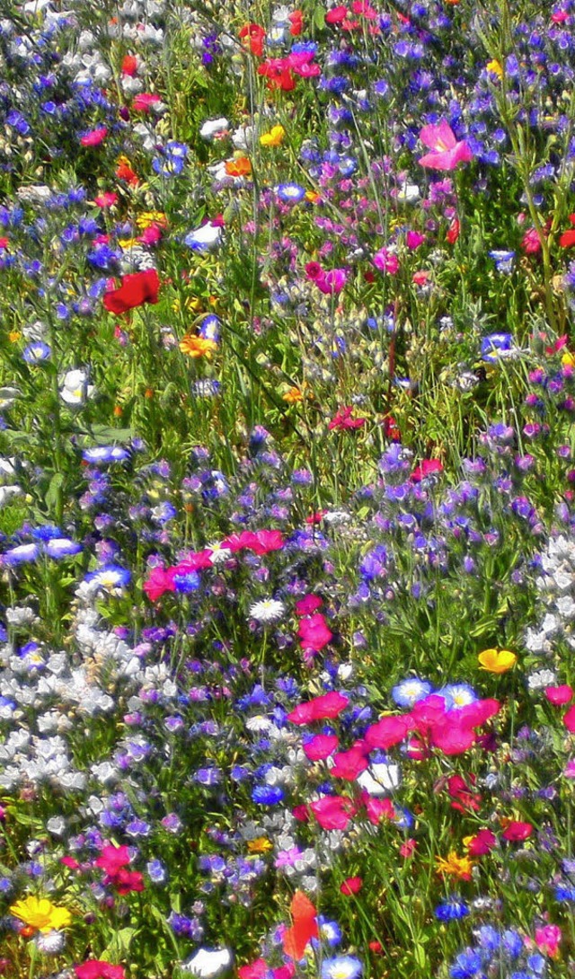 Blumenwiesen sind bunte Farbtupfer in ...nd bieten vielen Insekten Lebensraum.   | Foto: Paul