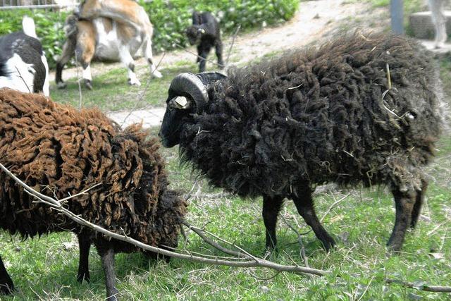 Vom kleinen Küken bis zur kleinsten Schafsrasse der Welt