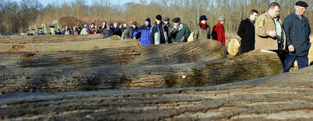 Jhrlich 15000 Festmeter Holz sollen i...nchsten zehn Jahren geerntet werden.   | Foto: Archivfoto: Gertrude Siefke