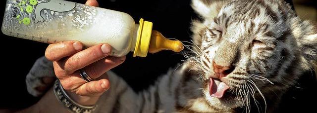 Dieser Tiger und seine drei Geschwister werden mit der Flasche aufgezogen.   | Foto: dapd/dpa