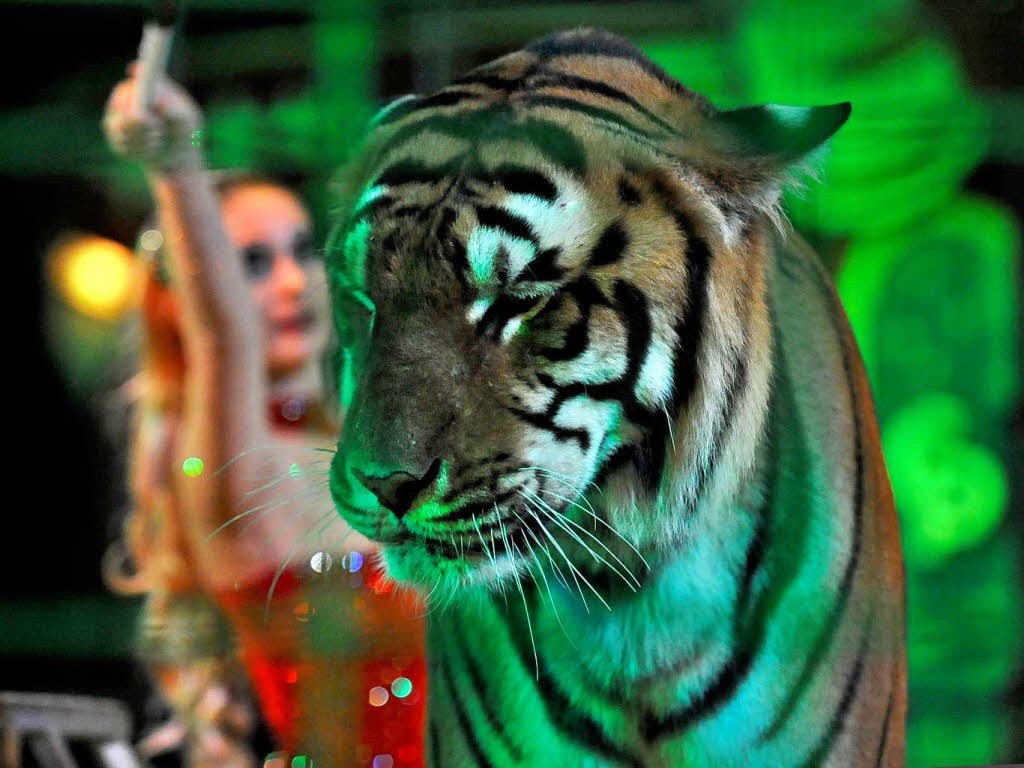 Carmen Zander in ihrer Tigerdressur.
