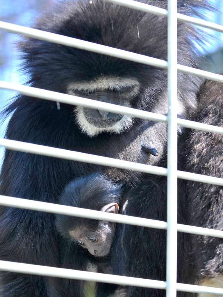 Gibbon-Baby, geboren am 8.3.