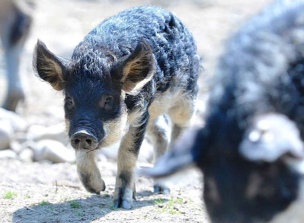 Nicht mehr ganz frische Frischlinge (am 26.1. geboren) im Gehege der Mangalitza-Wollschweine.