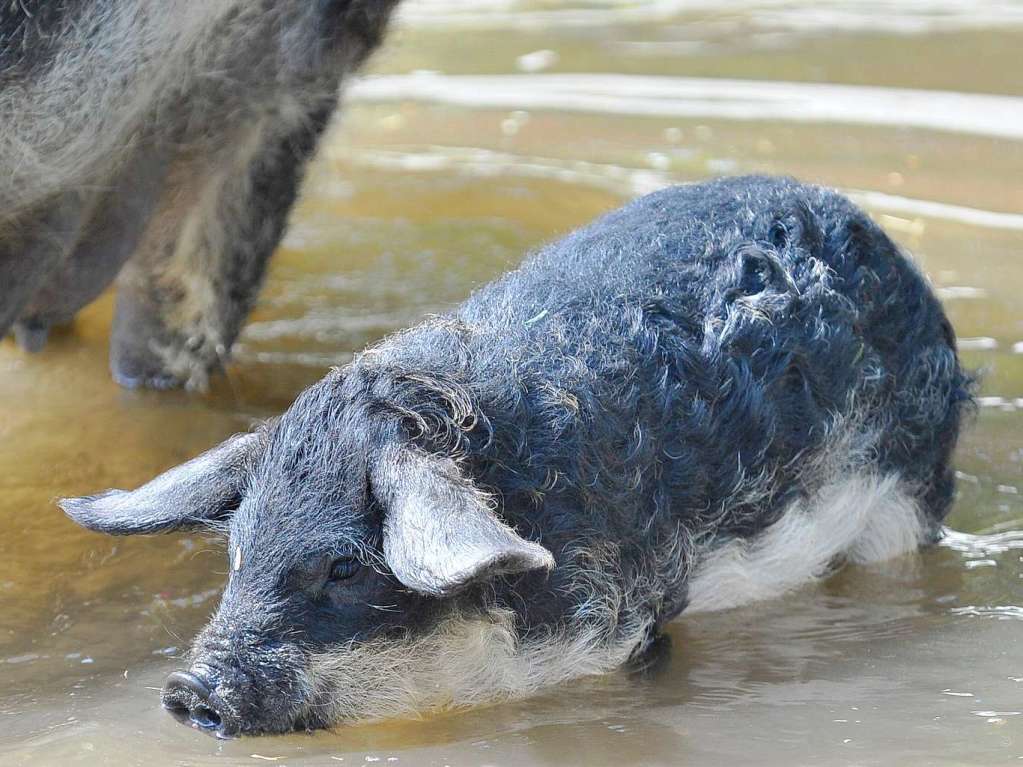 Nicht mehr ganz frische Frischlinge (am 26.1. geboren) im Gehege der Mangalitza-Wollschweine.