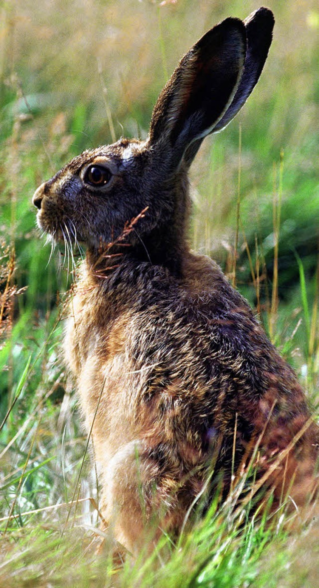 Dieser Hase  ist nicht aus Schokolade, sondern aus Fleisch und Blut.   | Foto: Nagel, DPA