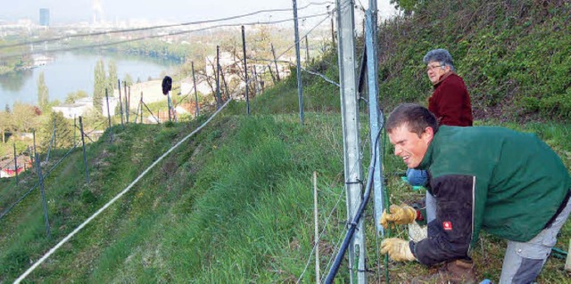 1500 Sptburgunder-Rebstcke wurden am... ihnen  knftig beim Gedeihen helfen.   | Foto: Heinz Vollmar