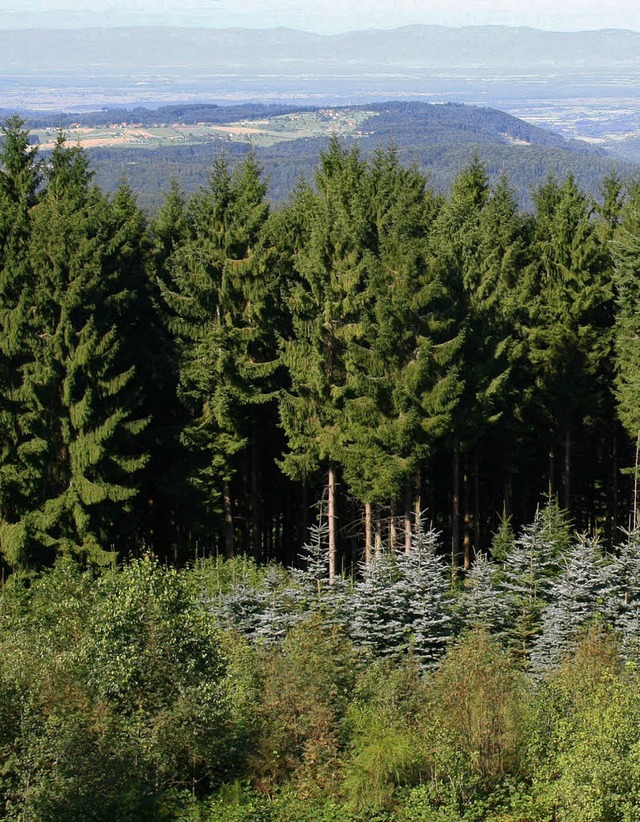 Blick vom Hnersedelturm auf den Wald.  | Foto: landratsamt