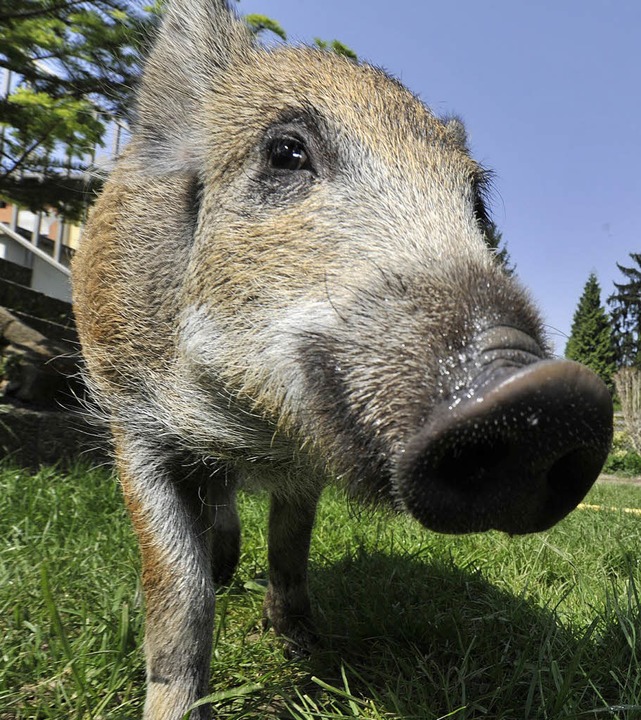 Wildschweine, die zu viele kontaminier...r, sondern in der Verbrennungsanlage.   | Foto: dpa