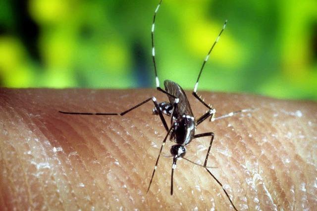 Malariaschutz: Der Stich ins Leere