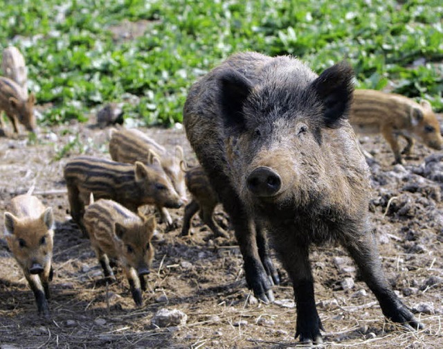 Die Jger gehen nach dem milden Winter...pulationsschub fr die Wildsauen aus.   | Foto: dpa