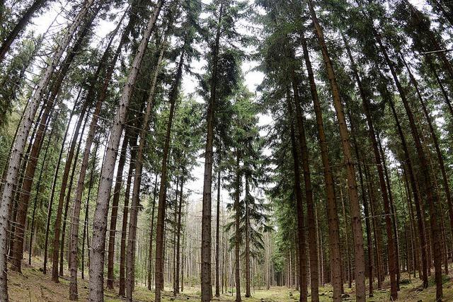 Gute Preise, aber zu wenig Wald