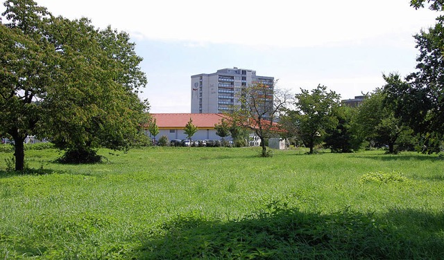 Fr das  Neubaugebiet  Hohe Strae, da...end groe Ausgleichsflchen schaffen.   | Foto: Frey