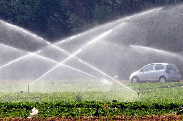 Wie hier in Reute bei Emmendingen mss...it knstlicher Bewsserung nachhelfen.  | Foto: dpa