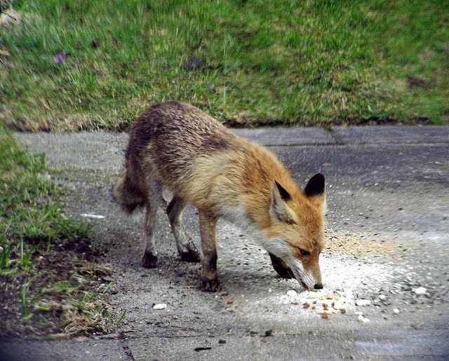 Fchse sind schlau und finden berall Essbares.  | Foto: Kai Michael Neuhold - Fotolia