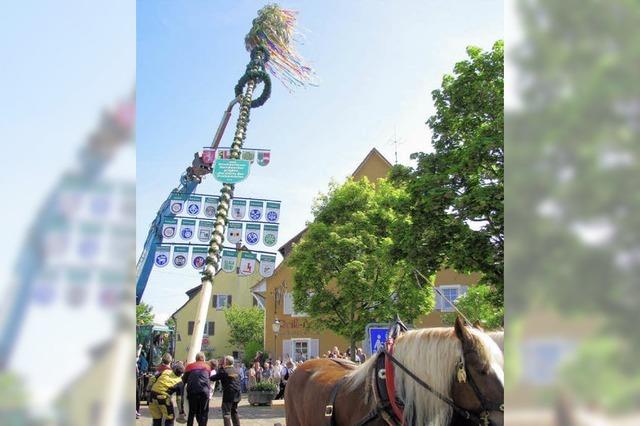 Jubilums-Maibaum steht